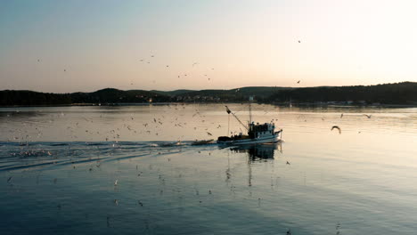 Gaviotas-Salvajes-Siguiendo-El-Barco-De-Pesca-Navegando-De-Regreso-Al-Puerto-De-Rovinj-Al-Amanecer-En-Istria,-Croacia