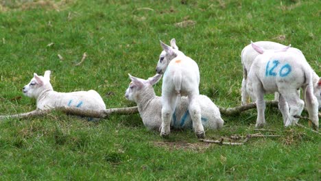 cinco corderos parados y sentados en un campo de hierba en una granja al lado de una rama de árbol
