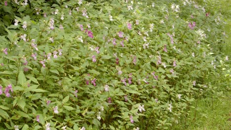 Toma-Amplia-En-ángulo-De-Impatiens-Balsamina-Balfourii-En-El-Valle-De-Garw,-Afan,-Cynonville