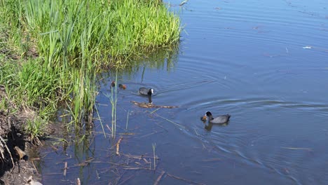 two adult coots with three chicks swim near the grassy edge of a pond. one adult dives underwater while the other feeds a chick. floating sticks and quiet ripples in the water. no people.