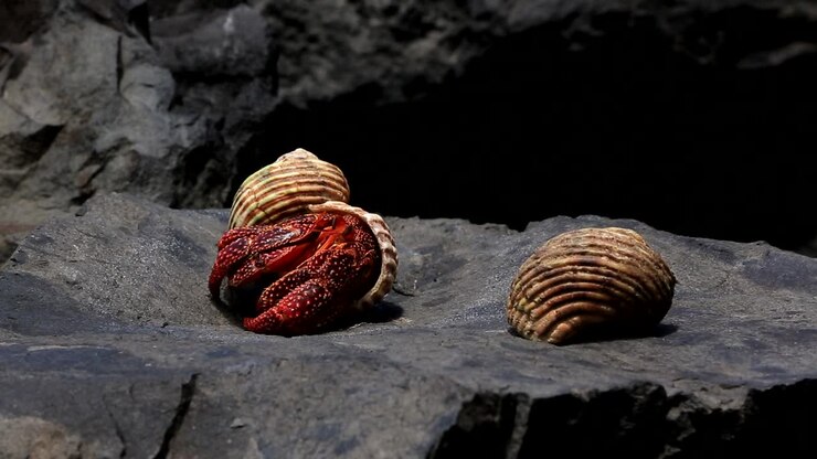 Carribean hermit crab gets out from his shell and just walks away