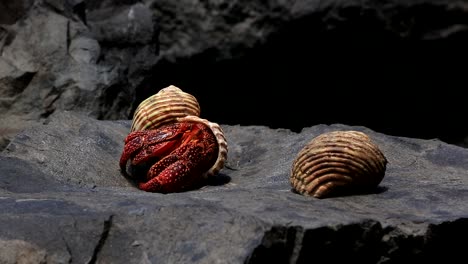 el cangrejo ermitaño caribeño sale de su caparazón y simplemente se aleja
