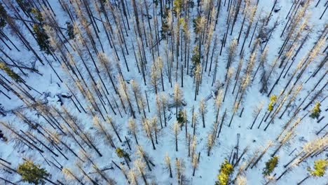 Beautiful-aerial-forward-top-down-over-snowy-forest,-Tatry-mountains