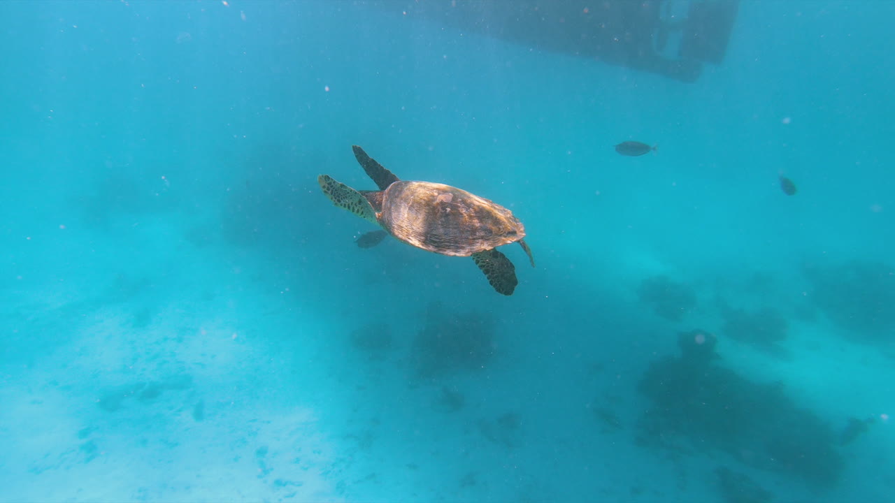 Large Turtle Swims Along With The Fishes On The Blue Waterscape Of Maldives