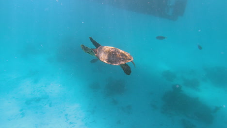 Tortuga-Grande-Nada-Junto-Con-Los-Peces-En-El-Paisaje-Acuático-Azul-De-Maldivas