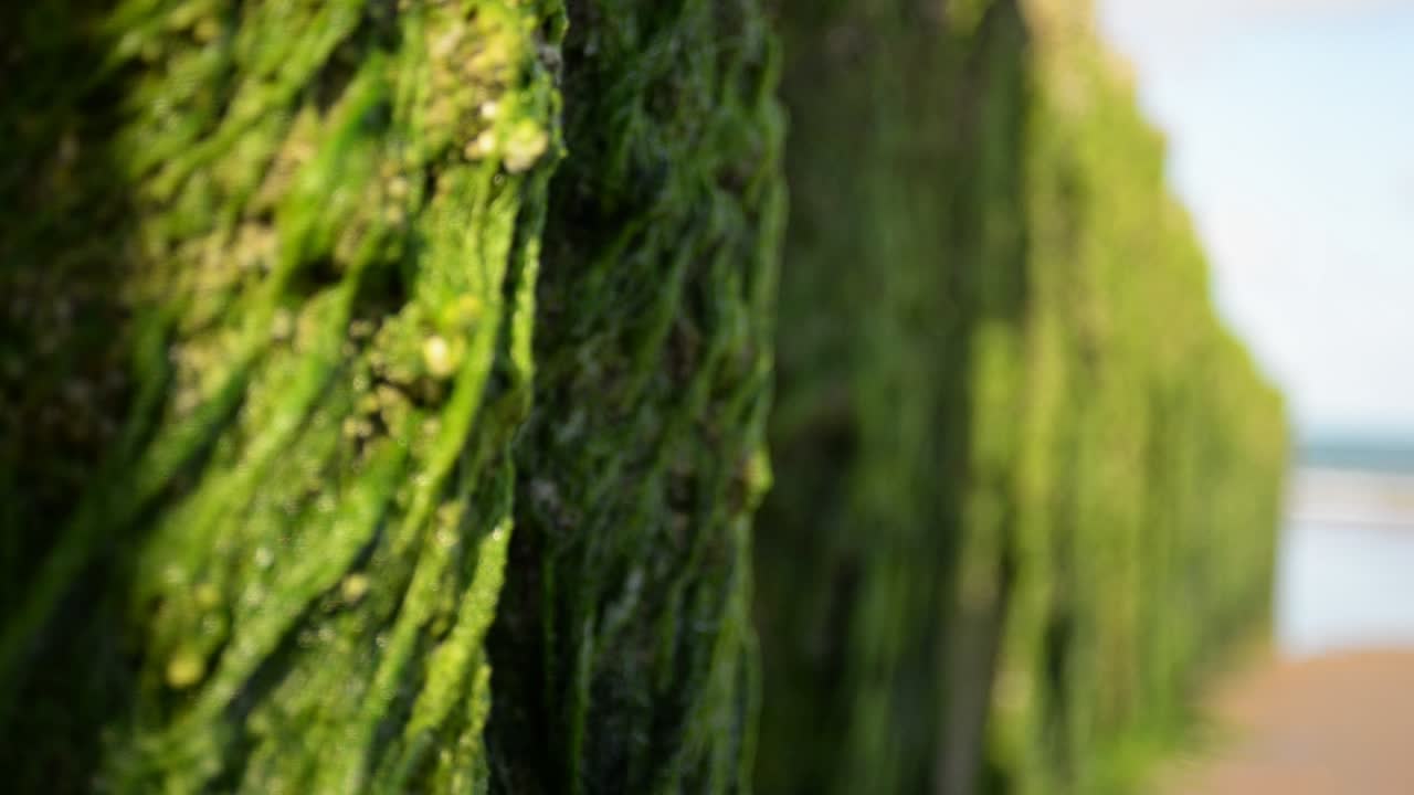 детальный снимок зеленых водорослей, растущих на деревянных балках волнолома в штормовом северном море во время отлива