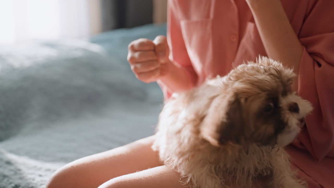 Dog And Woman Interaction, Woman Shares Toy With Energetic Puppy, Brightly Illuminated Room Shows Woman Playing With Puppy, Woman Engages With Lively Dog By Sharing Its Favorite Toy During Playtime