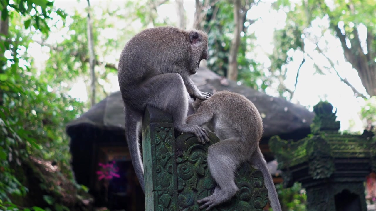 Pair of long-tailed macaques sitting on stone pedestal and grooming,Monkey Forest,Closeup