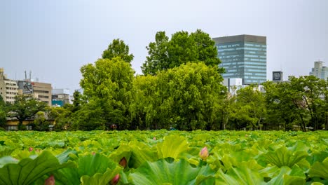 Ueno-Zoo-Teich-Bewegen-Rotierende-Zeitraffer-Lotusblumen-Tokio-Japan-Zeitraffer