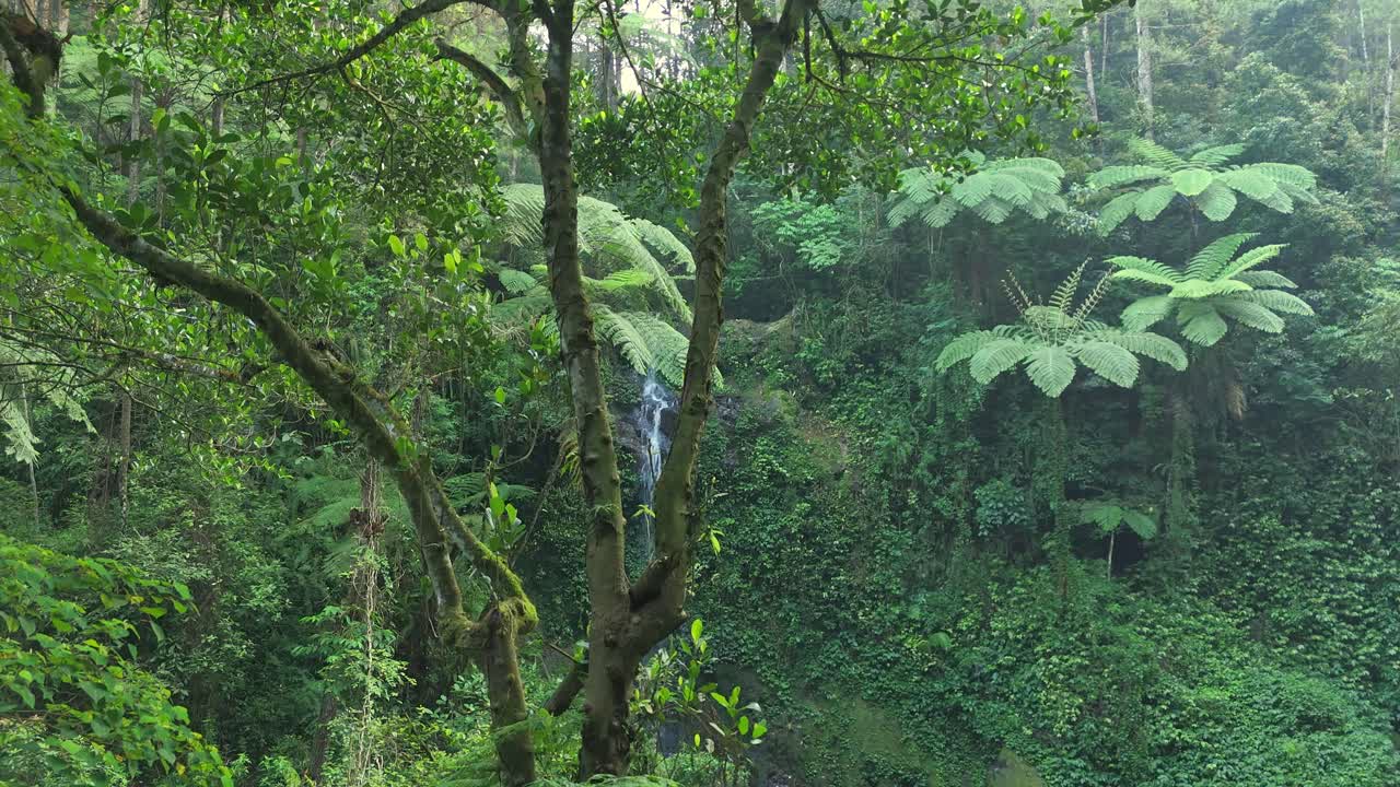 Lush jungle landscape with clear waterfall flowing through rocks and thick green foliage