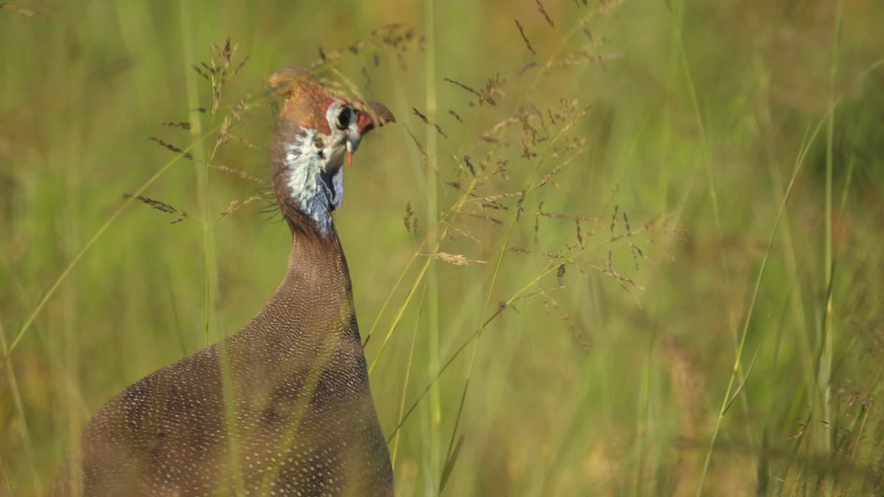 헬멧을 쓴 guineafowl, numida meleagris, 야생 잔디를 쪼아 닫습니다