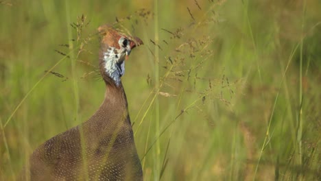 Nahaufnahme-Von-Perlhühnern-Mit-Helm,-Numida-Meleagris,-Wildes-Gras-Picken