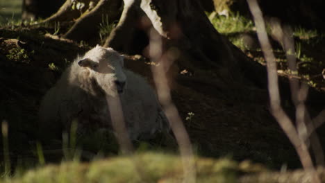 sheep laying in woodland sunset, english countryside, slow motion