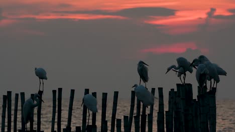 The-Great-Egret,-also-known-as-the-Common-Egret-or-the-Large-Egret