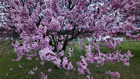 full bloom cherry tree with pink flowers in park