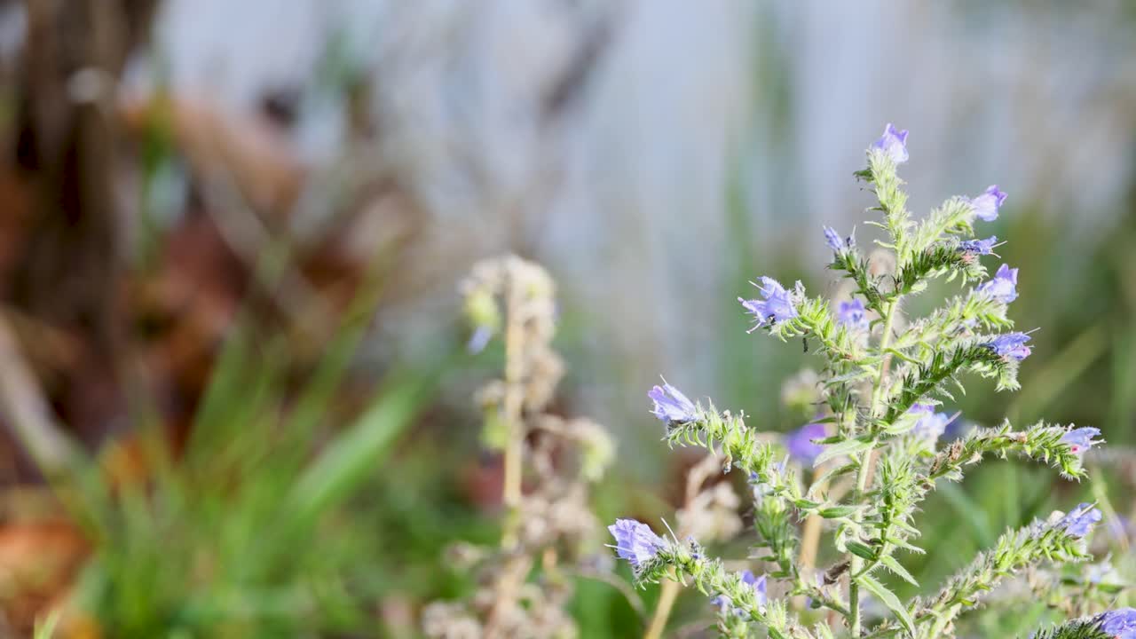 A bee pollinates purple Viper's Bugloss flowers in bright sunlight, surrounded by lush greenery at Lake Tekapo