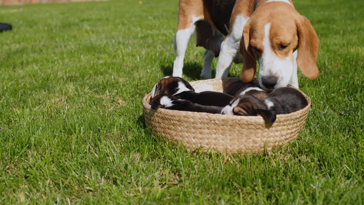 un perro beagle cariñoso lame a sus cachorros.