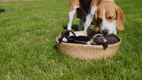 un perro beagle cariñoso lame a sus cachorros.