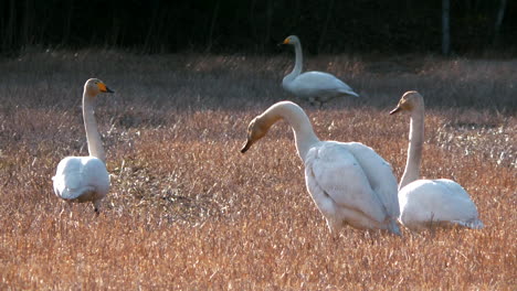 Group-of-Whooper-swans-on-spring-field,-static