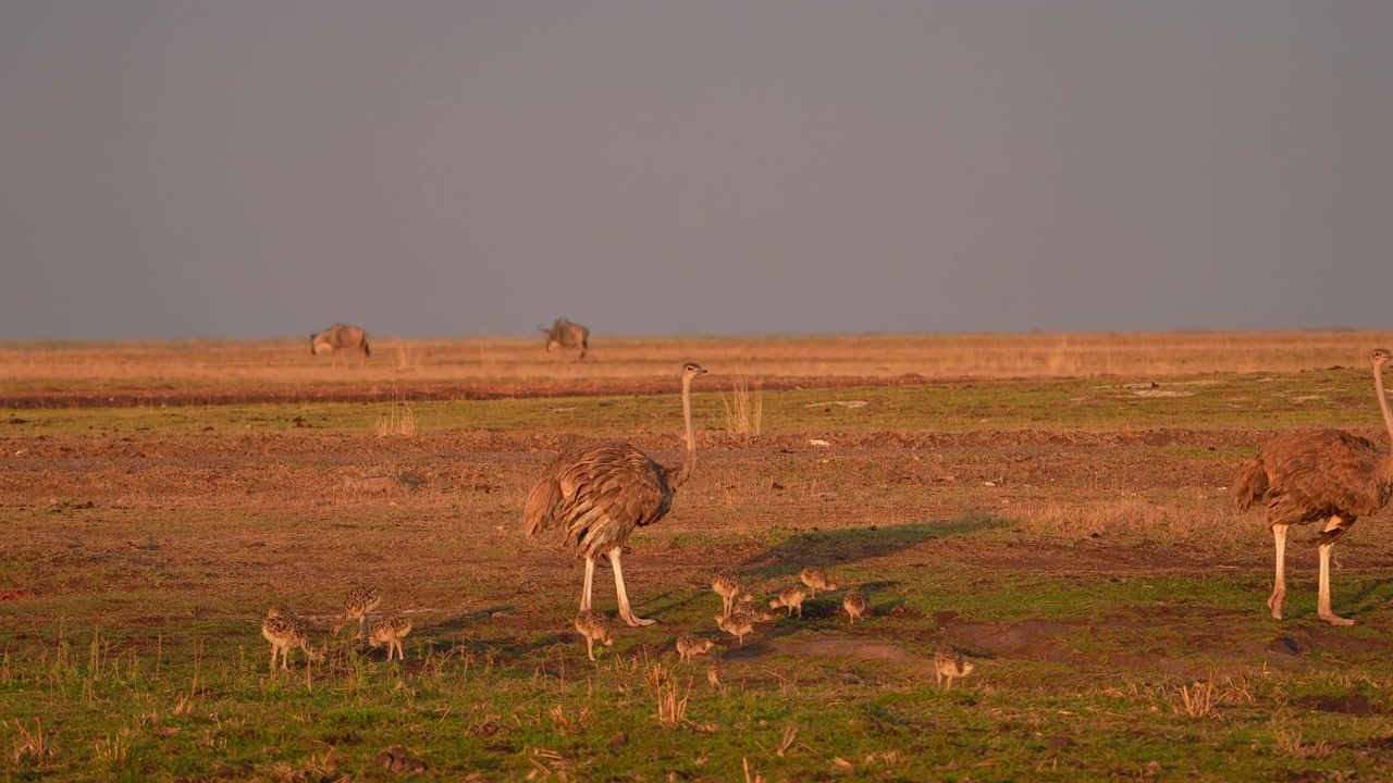 Cuccioli di struzzo che seguono la madre nella natura selvaggia del Kenya.
