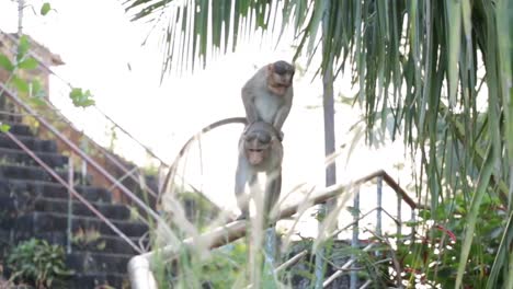 2 adult monkeys playing and trying for sex