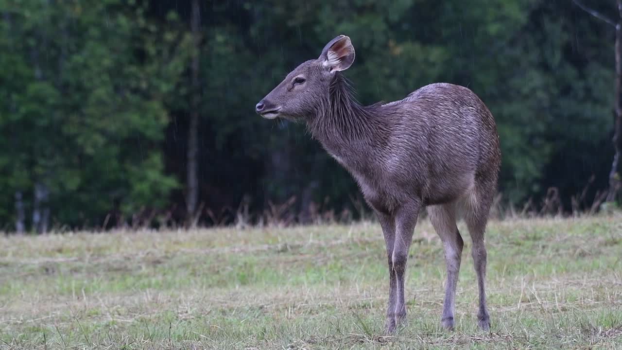 el ciervo sambar es una especie vulnerable debido a la pérdida de hábitat y la caza