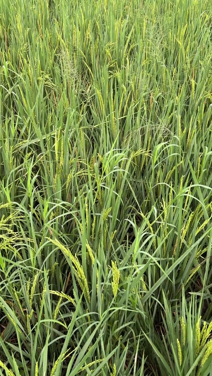 Piante di riso verdi e rigogliose in un campo agricolo