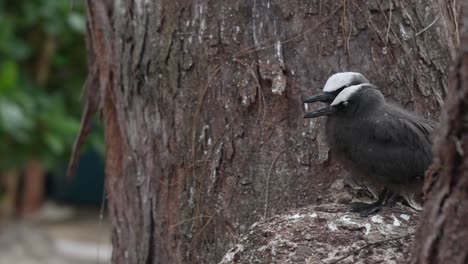 Close-up-shot-of-two-fledgling-Sumatran-Laughingtrush-standing-on-a-rock