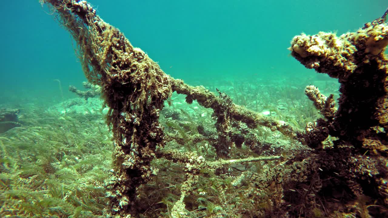 paisaje submarino con tronco de árbol hundido en el fondo del lago ohrid en macedonia, cubierto de redes de pesca