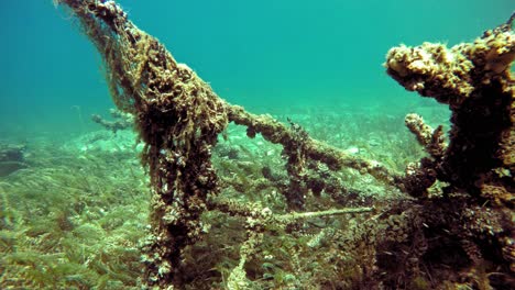 unterwasserlandschaft mit versunkenem baumstamm auf dem grund des ohridsees in mazedonien, bedeckt mit fischernetzen