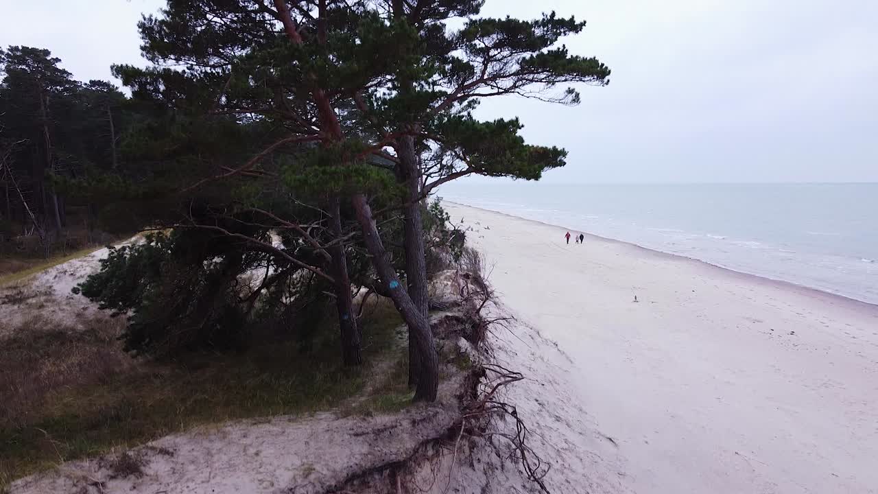 Aerial view of Baltic sea coastline at Bernati beach in Latvia, dense coastal pines and the white sand beach, sea erosion affected coastline, ascending wide angle establishing drone shot