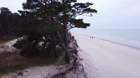 aerial view of baltic sea coastline at bernati beach in latvia, dense coastal pines and the white sand beach, sea erosion affected coastline, ascending wide angle establishing drone shot