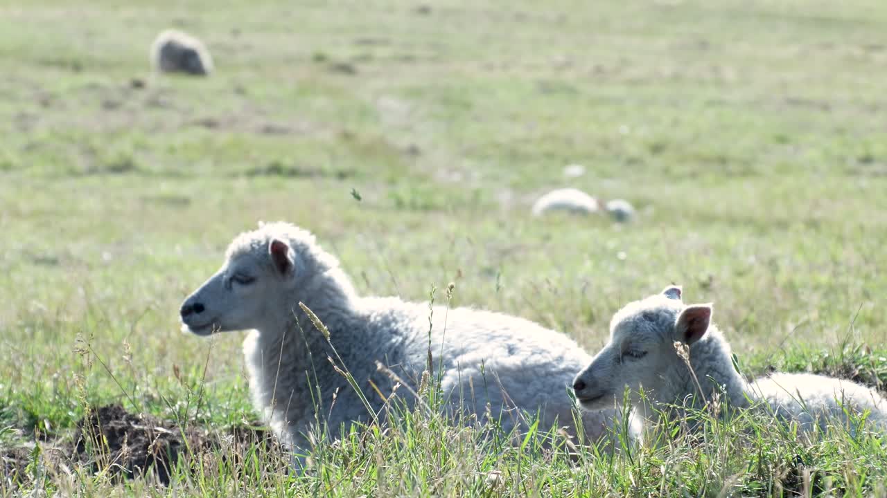 Two lambs resting in a field
