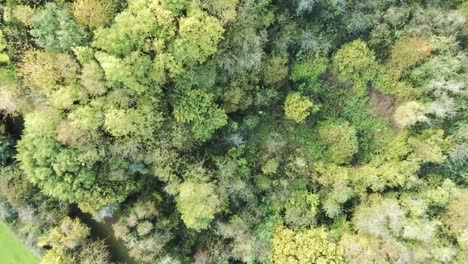 vibrant autumn woodland trees birds eye view above forest landscape descending