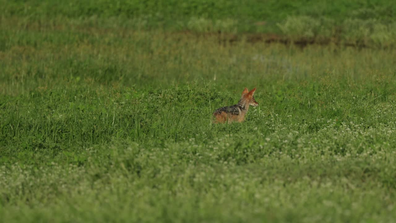 Wide shot of a black-backed jackal walking and sniffing in a green field, Chobe National Park