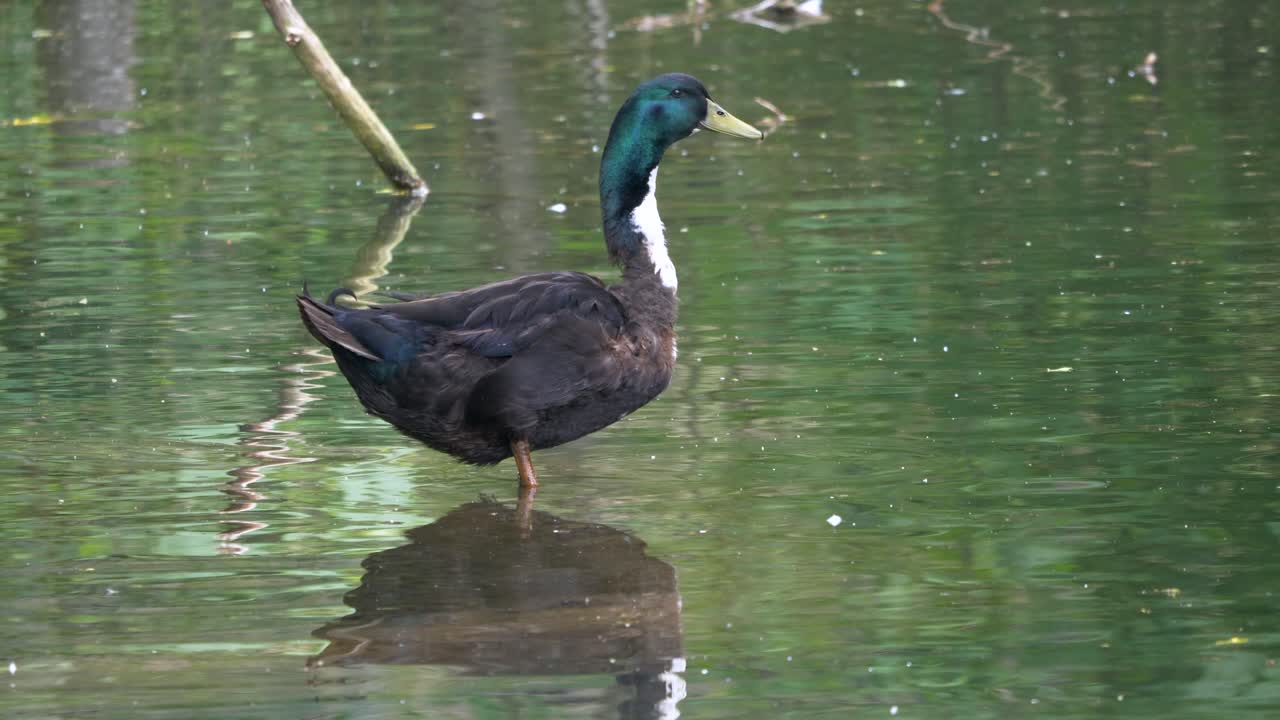야생 호수에 서서 부리로 비명을 지르는 꽤 화려한 오리, 슬로우 모션 클로즈업