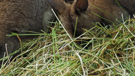 young red-necked wallaby eating hay grass next to his mother