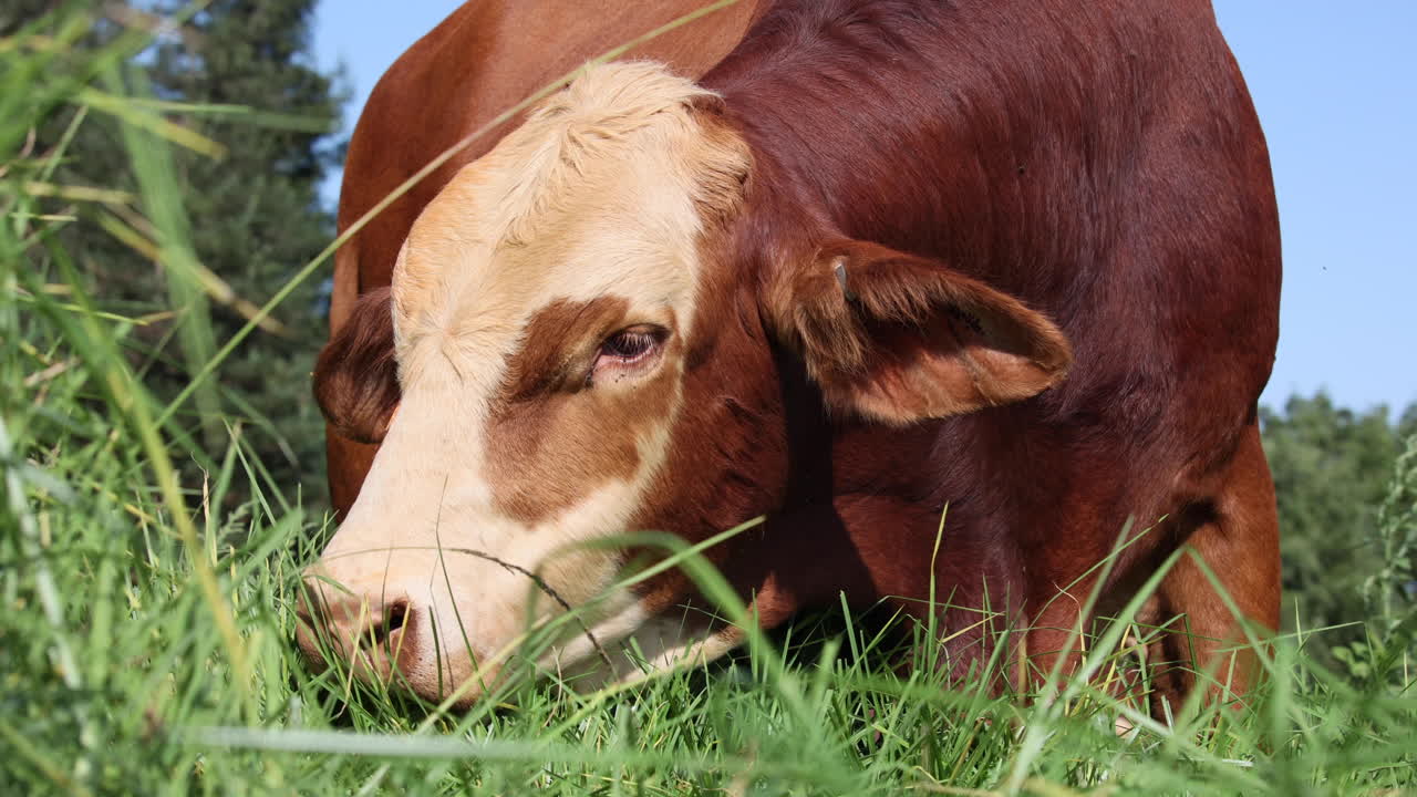 Low angle Extreme closeup Brown Farm Bull Simbra eating green grass in summer