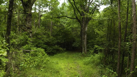 Overgrown-dense-vegetation-in-understory-of-green-tree-canopy-in-Southern-Arkansas