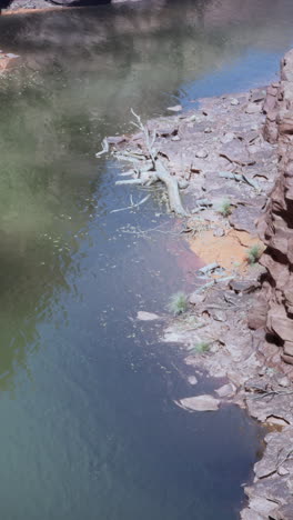 a wide shot of a river flowing through a canyon, with a dead tree on the bank