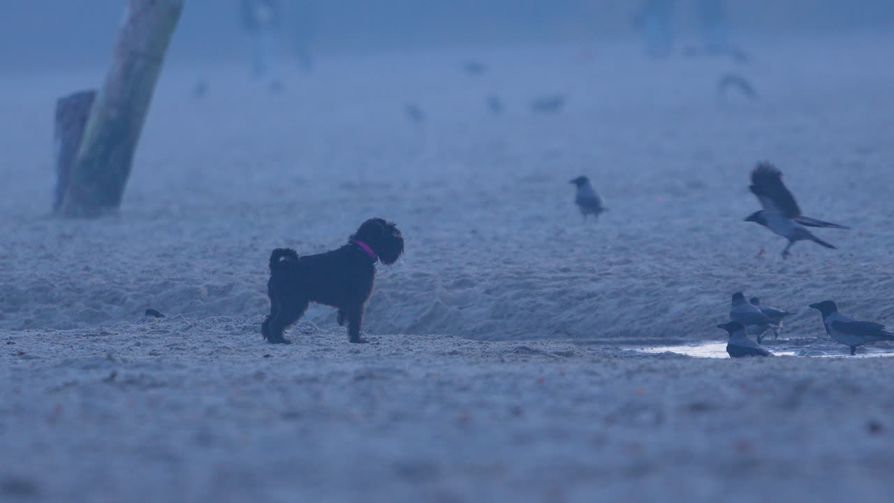 A small dog interacts with birds on a misty beach in , showcasing a serene coastal scene