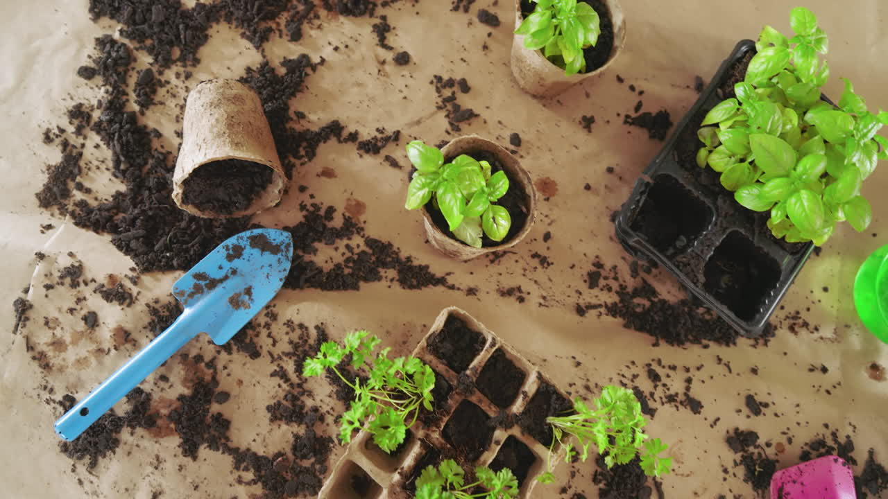 Gardening tools and seedlings on table, showcasing home gardening activity