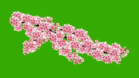 Cherry blossoms animation.