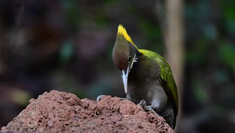 a wild yellow nape greater yellownape, chrysophlegma flavinucha, flicking its head with earthworms dropping off the bill in a tropical rainforest in thailand asia