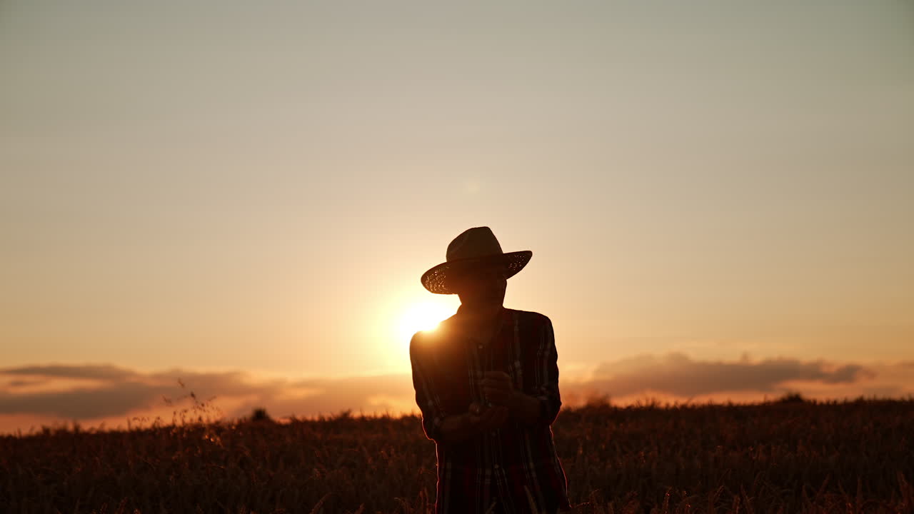 Senior man in a hat gathered some grains from the ears of wheat. Farmer rubs them in hands to get rid of chaff. Setting sun at backdrop.
