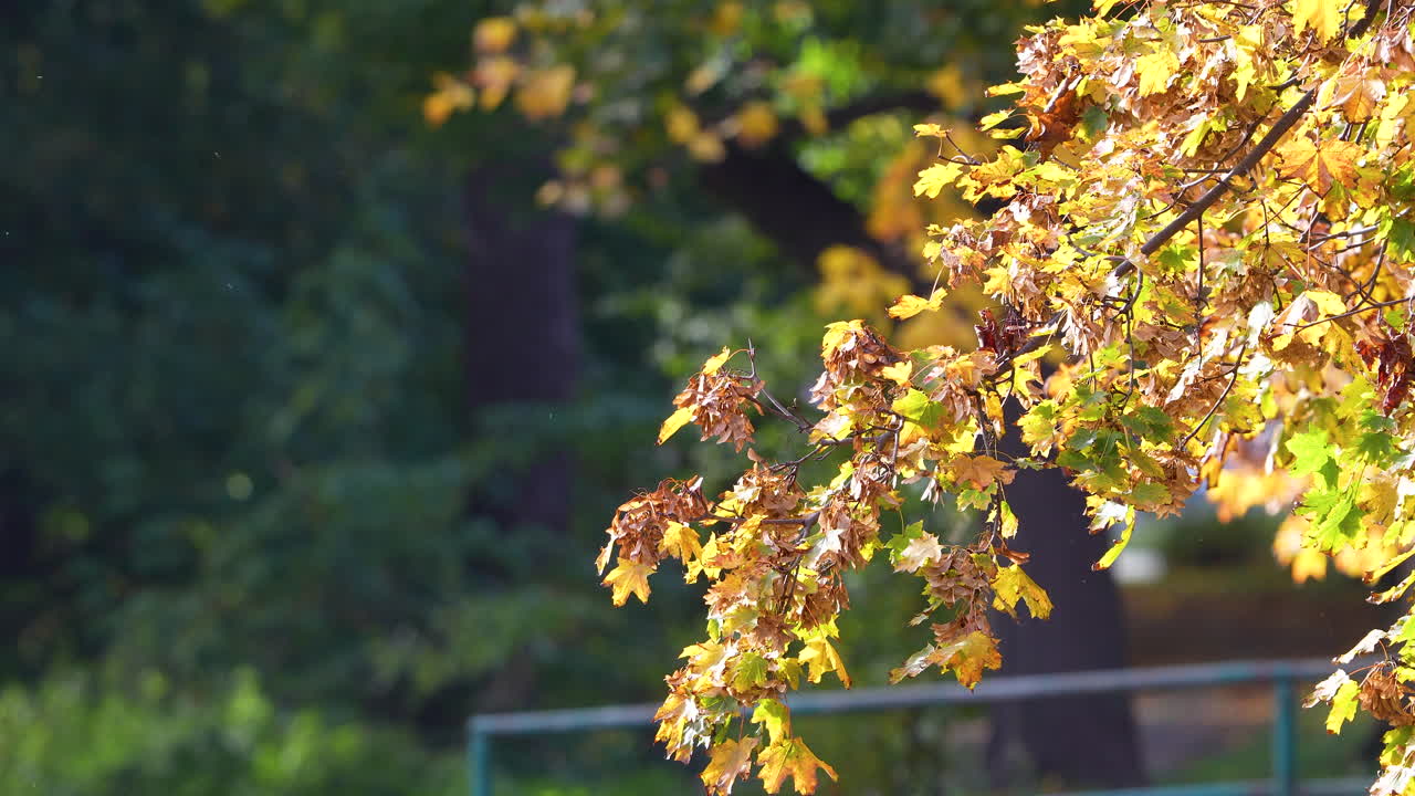Golden autumn leaves on a sunlit branch gently moving in the wind, forest trees in the blurred background