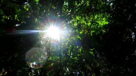 Tiro-De-Carro-Mirando-Los-Rayos-De-Sol-Que-Se-Transmiten-A-Través-Del-Exuberante-Dosel-Verde