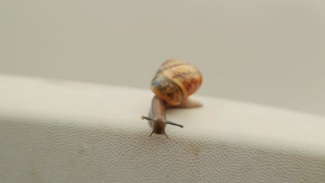 slow motion, tiny snail trying to descend from garden chair – soft macro spring