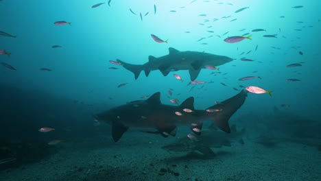 large grey nurse shark slowly swims towards the camera