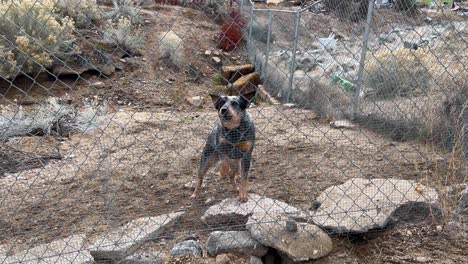 perro pastor australiano de tamaño mediano ladrando brutalmente desde detrás de una valla de alambre en el desierto
